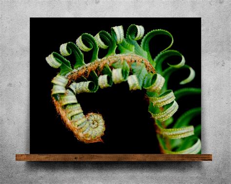 Fiddlehead Fern Fine Art Print Canvasmetalacrylicframed Etsy