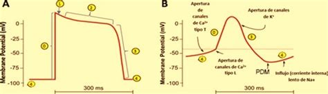 Diagrama De Potencial De Acci N Mioc Rdico