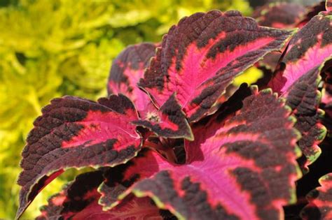 Coleus Coleus Main Street Fifth Avenue From American Farms