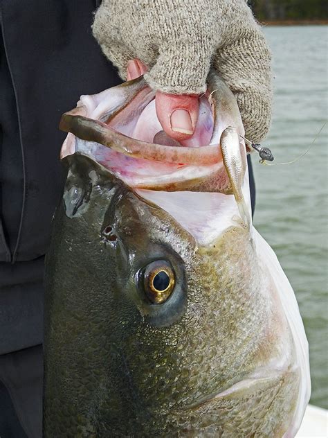 Super size your stripers