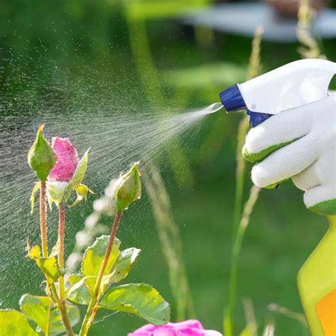 searles effective spraying tips  pest control