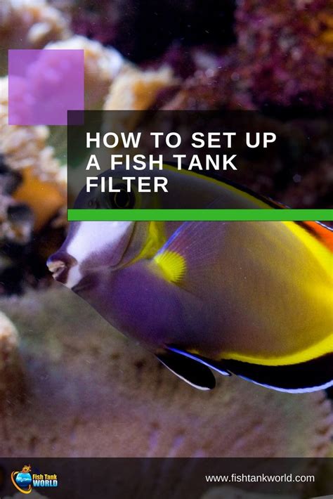 Aquarium Filter Setup: Guide to Proper Installation | Fish tank design, Fish tank, Aquarium filter