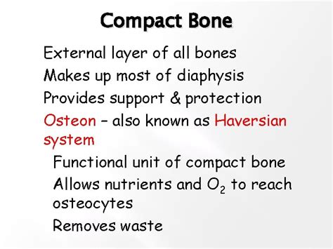 Osteology Study Of Bone Structure And Function Bones