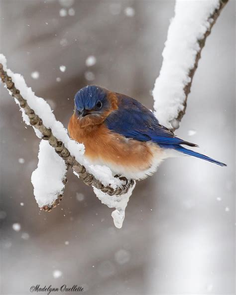 u local New Hampshire | Do you want to build a snowman