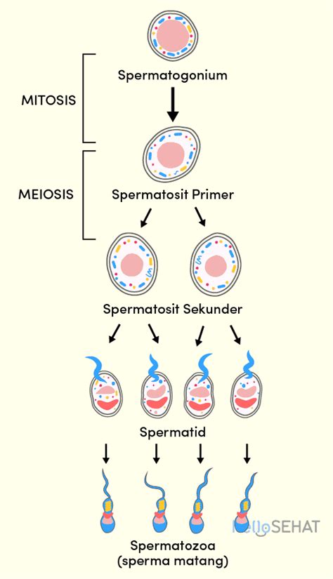 Spermatogenesis Proses Pembentukan Sel Sperma Hello Sehat