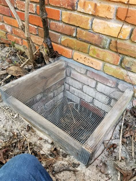 Protecting Your Home — Coastal Wildlife Removal