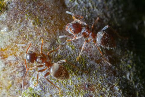 รูปภาพPheromone – เลือกดูภาพถ่ายสต็อก เวกเตอร์ และวิดีโอ3,100 | Adobe Stock