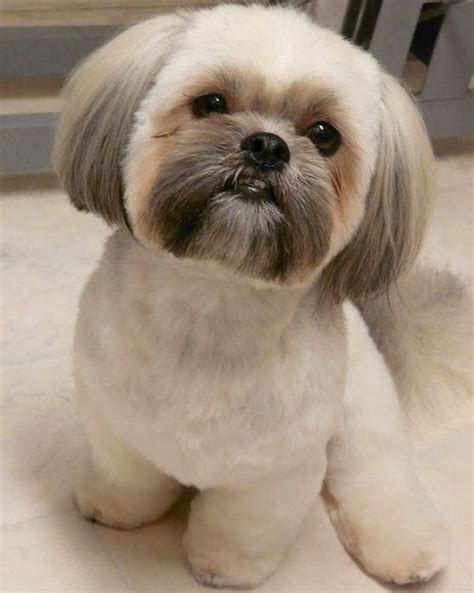 shih tzu haircuts  beautiful shih tzu haircuts shihtzu buzz