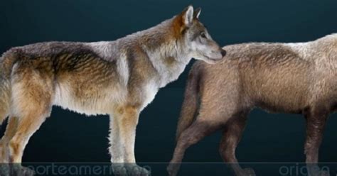 Game Of Thrones The Dire Wolves Once Existed And Heres What They