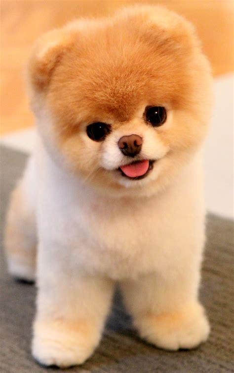 7 Dogs That Look Like Stuffed Animals | Rover Blog
