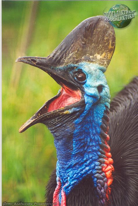 Птица Казуар Фото — Фото