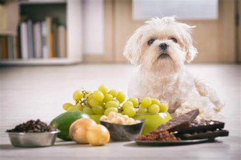 The Number 1 Reason You Should Not Feed Your Dog Raisins - A-Z Animals