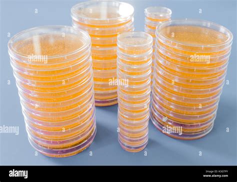 Petri Dish Blood Agar Culture Hi Res Stock Photography And Images Alamy