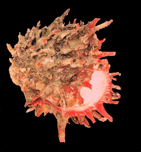 Pacific Spiny Oyster Shell | Mexican Shells.org