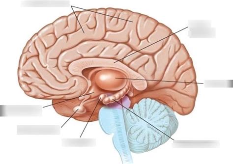 Limbic System Diagram Quizlet