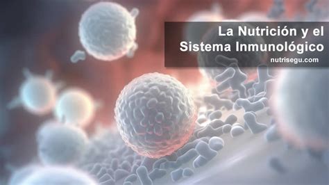 Nutrición Y Sistema Inmune Nutrición Segura