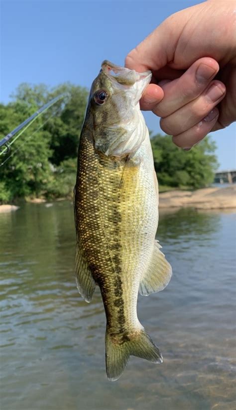 Black Bass Slam The Spotted Bass South Carolina Wild