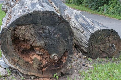 Rotted Sawn Tree Trunks Stock Image Image Of Bark Wood 37172983
