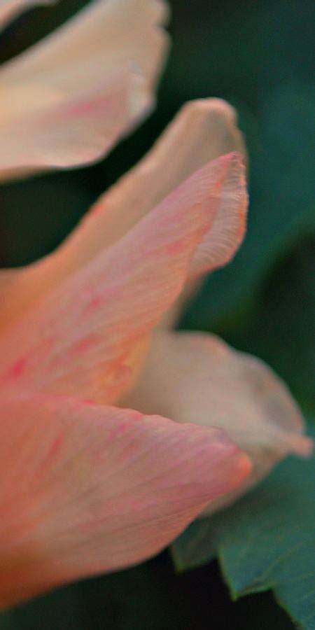 Harmony Photograph By Michelle Cruz Fine Art America