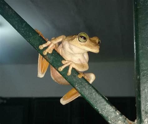 Banana Tree Dwelling Frog From Castilla La Nueva Meta Colombia On