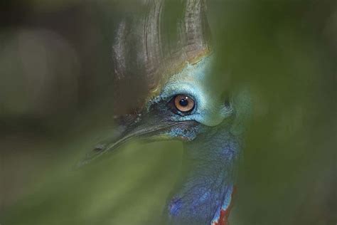 Cassowaries’ Strange Headgear Helps Them Stay Cool In The Heat New Scientist