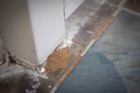 Drywood Termite Vs Subterranean Termite How To Tell The Difference