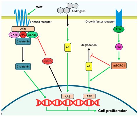 Gastroenterology Insights | Free Full-Text | Anabolic Androgenic ...