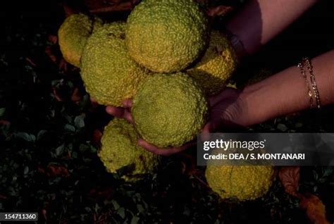 Horse Apple Tree Photos and Premium High Res Pictures - Getty Images