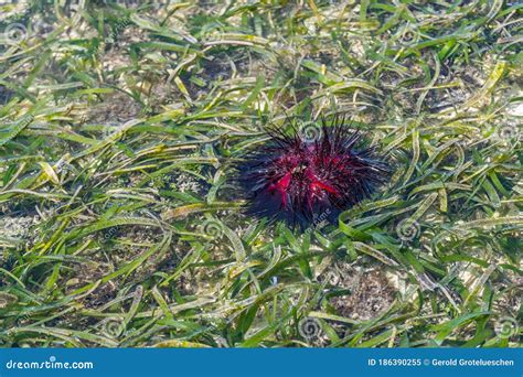 Beautiful Red Sea Urchin At Low Tide At Zanzibar Island Stock Image