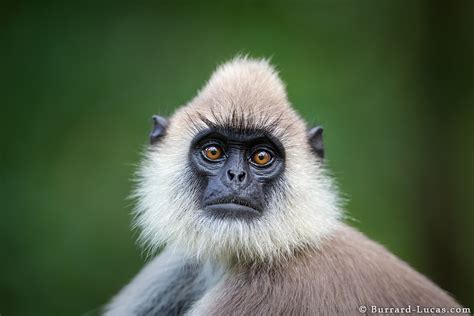 Gray Langur - Burrard-Lucas Photography