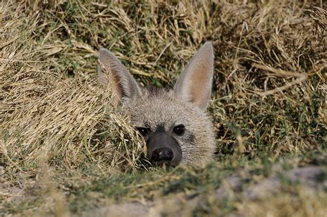 Aardwolf - Susan McConnell Nature and Wildlife Photography