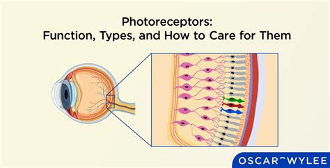 Photoreceptors: Function, Types, and How to Care for Them