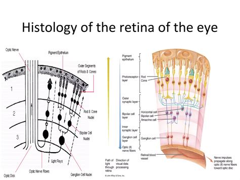introduction  ocular anatomy  physiology    www