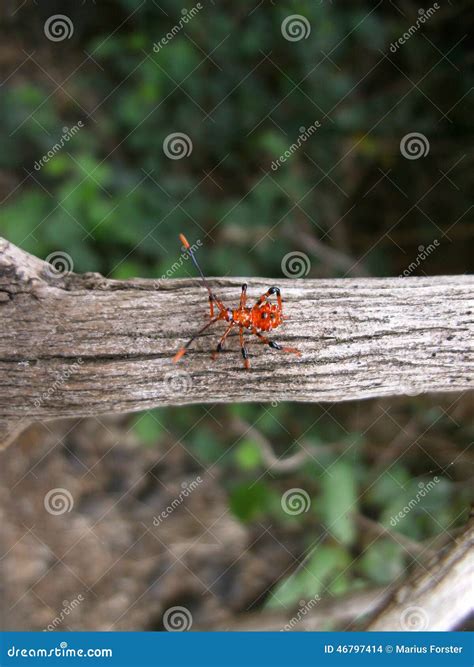 Red Beetle with Long Antennae on Tree Branch in Swaziland Stock Photo