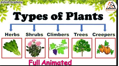 What Are Types Of Plants Herbs Shrubs Trees Climbers Creepers