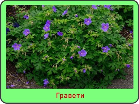 Герань садовая многолетняя: 11 зимостойких сортов с фото и названиями ...