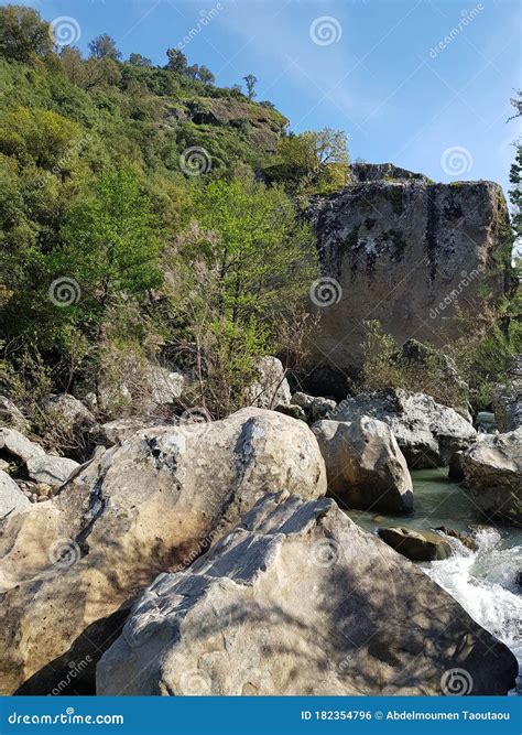 forest  algeria stock photo image  dirty county
