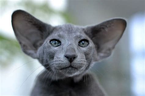 Ориентальный кот (41 лучших фото)