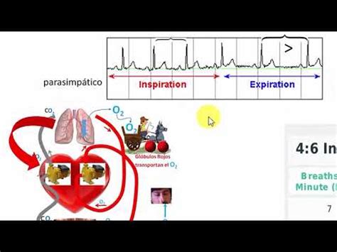 Relación entre la Respiración y el Ritmo Cardíaco YouTube