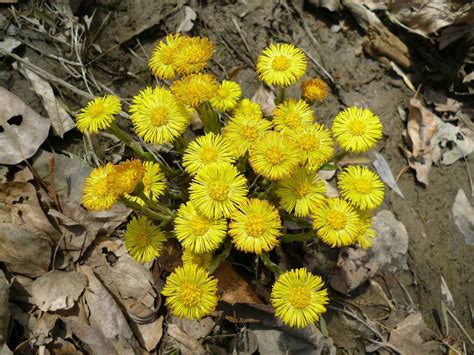 Как цветет мать и мачеха растение (70 фото)