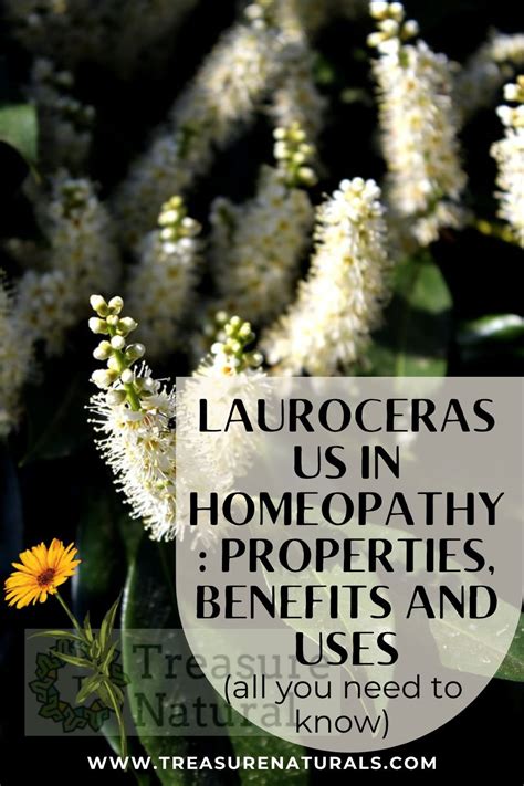 Laurocerasus In Homeopathy Properties Benefits And Uses All You Need