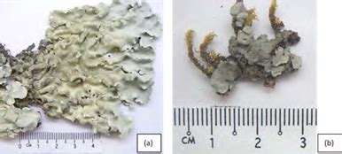 figure  selected lichens collected   altitudes  gunung
