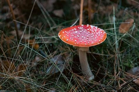 Premium Photo Close Up Of Fly Agaric Mushroom