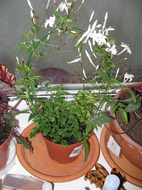 Жасмин комнатный: 160 фото выращивания в комнатных условиях