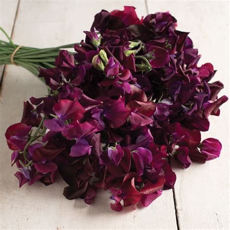 Midnight Sweet Pea Seed Johnnys Selected Seeds