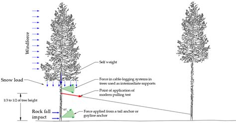 schematic representation   tree pulling tests   typical