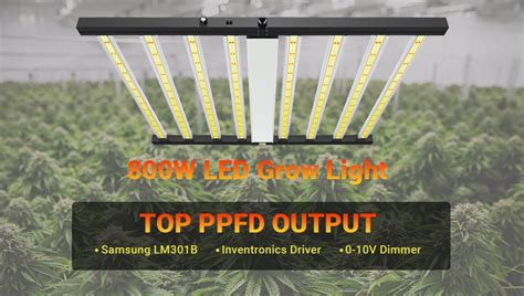 Commercial Led Grow Lights Supplier Auxgrow