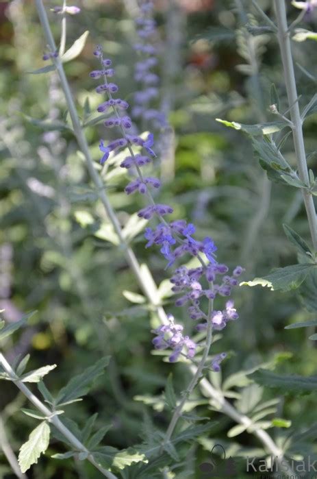 Perovskia Atriplicifolia Lacey Blue Lisslitt Perowskia Obodolistna