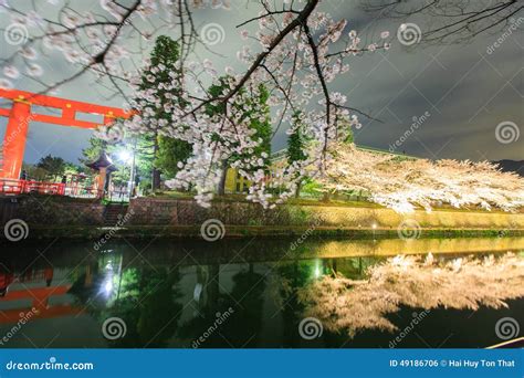 Cherry Blossom And Torii Stock Photo Image Of Beautiful