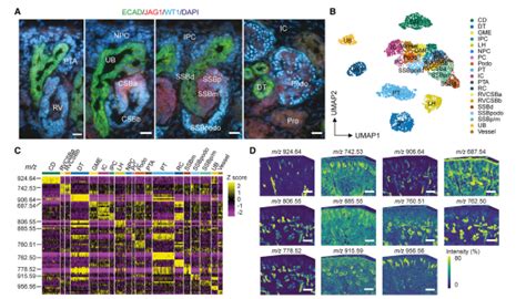 Cell Stem Cell（if 25） 单细胞转录组空间代谢组学识别人类肾脏分化中的代谢细胞命运轨迹 知乎